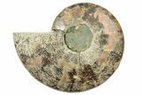 Cut & Polished Ammonite Fossil (Half) - Madagascar #223210-1